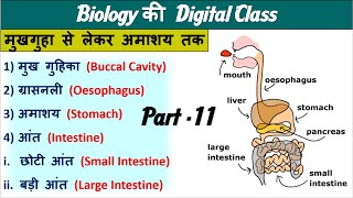 11Digestion System IntestineStomachBuccal CAvity Biology by Nitin Sir Study 91 [upl. by Eedahs]