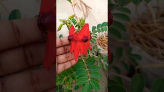 Clianthus Flowers flowerbeauty garden [upl. by Sterne]