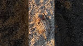 Horned Toad Sonoran Desert [upl. by Ahswat]