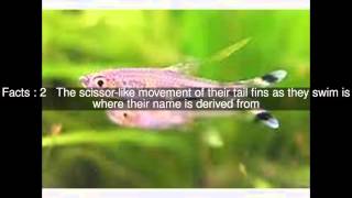 Scissortail rasbora Top 6 Facts [upl. by Panayiotis]