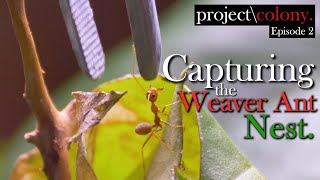 Capturing a Weaver Ant Nest with my nephews Project Colony Ep2 [upl. by Fujio]