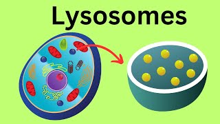 Lysosomes Parts of the Cell [upl. by Nabatse]