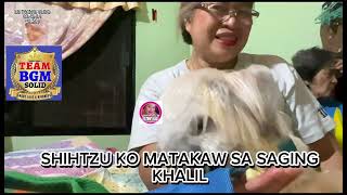 SHIHTZU KO MATAKAW SA SAGING KHALILfypシ゚viral viral shihtzu sstwinsvlog5329 [upl. by Anivlem392]