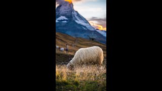 Valais Blacknose Sheep at Sunset by the Matterhorn  ZERMATT SWITZERLAND [upl. by Standley]