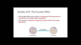 Genetic Drift [upl. by Eigna]