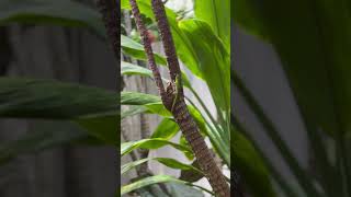 Life of a Gold Dust Day Gecko daygecko golddustdaygecko nature [upl. by Kussell]