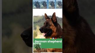 The 10 WORST German Shepherd Training Mistakes [upl. by Princess]