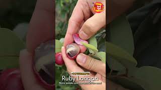 Ruby Longan😍Fruit plants fruitfarms keralagarden [upl. by Torras]