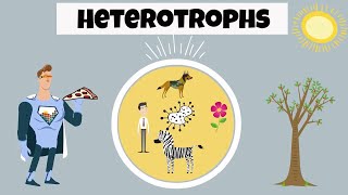 Heterotroph Examples [upl. by Ayam]