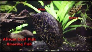 African Leaf Fish Amazing fish [upl. by Ahsya502]