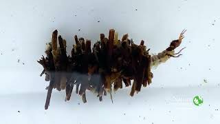 Caddisfly Larvae  Nature Near You [upl. by Htomit]