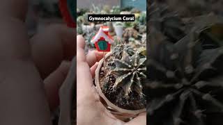 gymnocalycium Coralvideoshorts videoviral [upl. by Jaye]