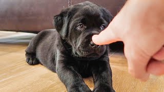 Booping The Cutest Labrador Puppies [upl. by Sokem]