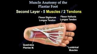 Muscle Anatomy Of The Plantar Foot  Everything You Need To Know  Dr Nabil Ebraheim [upl. by Weinberg]