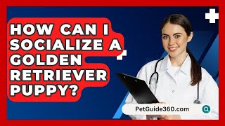 How Can I Socialize a Golden Retriever Puppy  PetGuide360com [upl. by Ikaz]