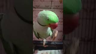 Mithu ne bahut bola aj kuch bhi yar mithua parrot talkingparro superbparrot parrotlet greenpar [upl. by Egor]