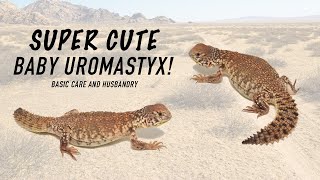 Uromastyx Basics Moroccan Uromastyx [upl. by Partridge]