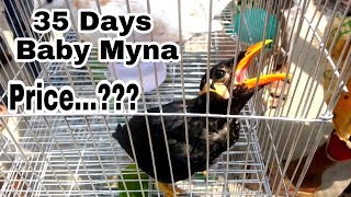 35 Days Old Baby Myna Price  A Cute Baby Myna [upl. by Helve]