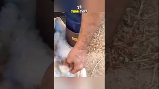 How the lost goat skin helps reunite the mother and her kid shortvideo viralshorts [upl. by Ahseined240]