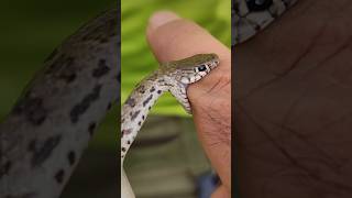 Fascinating Friendship A Handshake with a Charming Snake animals snakebite [upl. by Tnilc659]