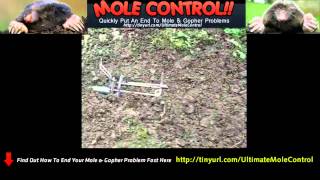 Whole Control Mole Repellent  Commercial Pest Control [upl. by Lauter]