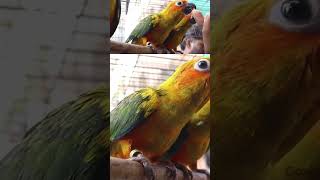 Sun conure breeding pair sale in Chennaisunconureconureconurebirdbirdstamedbirdspets [upl. by Ariday83]