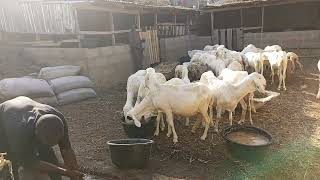 Constructing a sheep breeding stock shadehouse in Nigeria  balami [upl. by Yung]