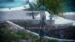 Albinar ADG 80200mm  Sony A7iii at 120 fps Footage Test on Texas Sparrows [upl. by Branham]