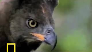 Honey Badger Narrates Water Chevrotains Are Adorable Crowned Eagles are Nasty [upl. by Lethia983]