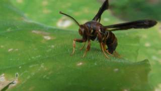 Wasp Mimic Clearwing Moth [upl. by Eelyahs]