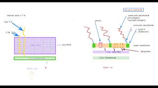 2Microbiology شرح ميكروبيولوجي تمريض [upl. by Soalokcin]