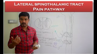 Lateral spinothalamic tract Pain pathway Ascending tracts Anatomy amp physiology simplified [upl. by Jacob]