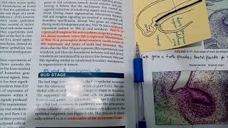 Regionalization of oral and dental ectoderm and Bud stageTooth development lecture 5 [upl. by Yager]