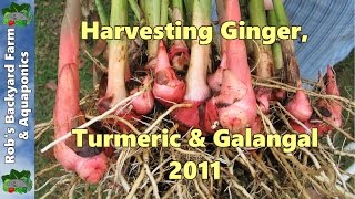 Harvesting Ginger Turmeric amp Galangal [upl. by Flip]