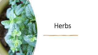 Herbs intro lobelia mentha thyme [upl. by Gillie934]