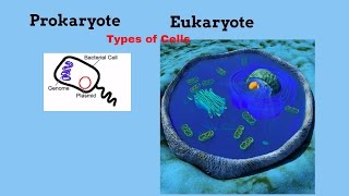 Prokaryotic and Eukaryotic cells Types of Cells [upl. by Heer102]