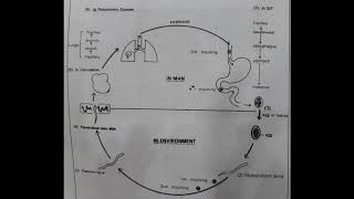 Life cycle of Ancylostoma and Necator nematode [upl. by Aryahay938]