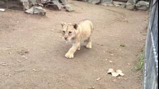 Löwenbaby im Neuwieder Zoo  endlich wieder gesund [upl. by Odlaw]