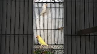 Albino and Decino beautiful lovebirds [upl. by Cynthy794]