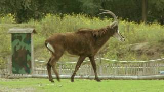 Zwarte Paardantilope Safaripark Beekse Bergen [upl. by Ahsien185]