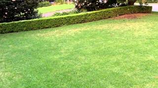 Army Worms Lawn Grubs Army Grub Army Worms in Lawn Areas Lawn Pests Army Grub Control [upl. by Daphie826]