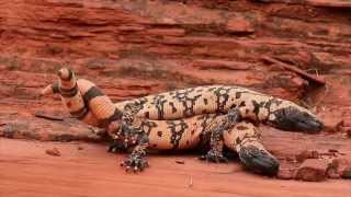 Epic Battle of Gila Monster vs Gila Monster in Southern Utah [upl. by Gilead]