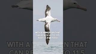 Wandering Albatross  The Largest Flying Bird on Earth shorts [upl. by Barbey]