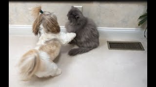 Shih Tzu dog Lacey 🐶 wants to play with Blue Persian cat Lexi 😾  Zoomies 💨 [upl. by Gnni]