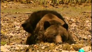 Los Osos GrisesGrizzly Documental Sobreviviendo en la naturalezaEspañolCastellano [upl. by Anuahs292]