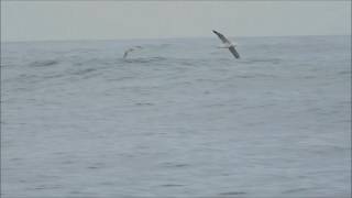 Albatross on a nearly windless day [upl. by Nikral]