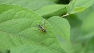 Adult Sawfly Eats a Bug ハバチが虫を捕食 [upl. by Dorita]