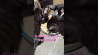 Kittens drinking milk replacement blackcats [upl. by Sreip]