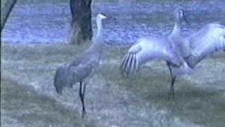 Sandhill Crane Mating Dance [upl. by Fleda]