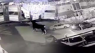 Pet dog chases away five wouldbe robbers [upl. by Ned]